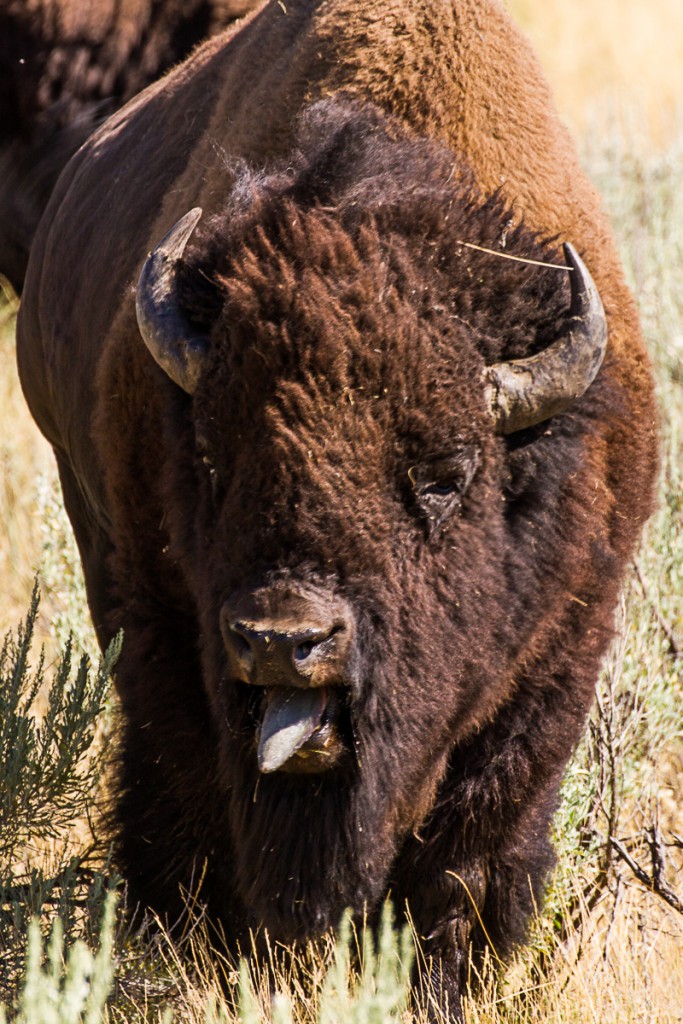 Bull Bison, Grand Teton National Park, Yellowstone National Park A bull bison bellows during the rut or mating season. Photo: Josh Metten