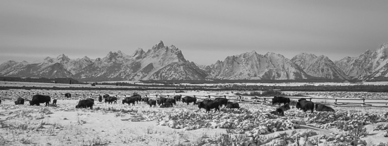 Bison graze through shallow snow near Moran Junction in Grand Teton National Park. Photo: Josh Metten