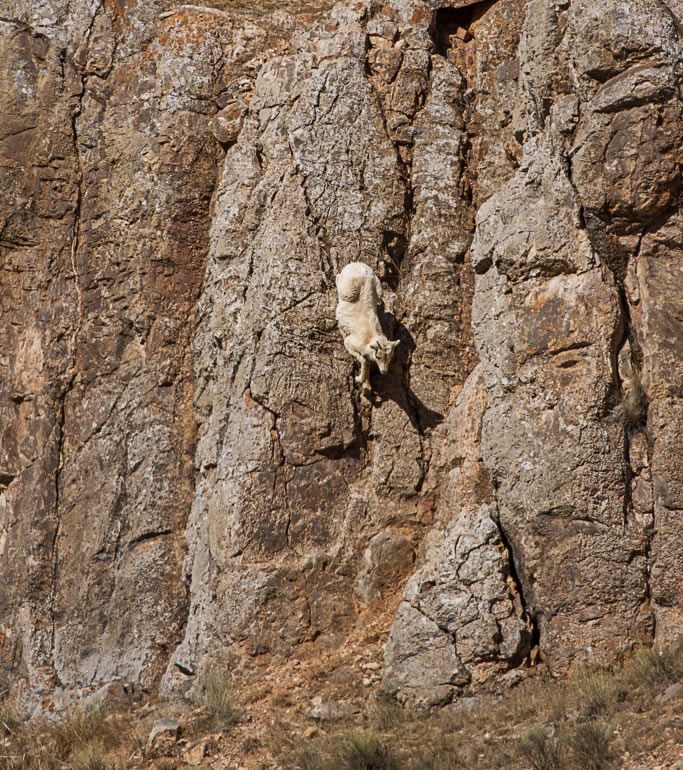 Bighorn ewe and lamb running down a cliff face on the National Elk Refuge, March 2016 Photos: Josh Metten