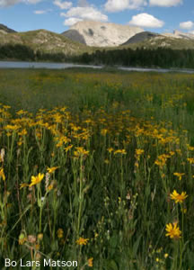 Mountain Wildflowers