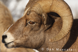 Bighorn Sheep