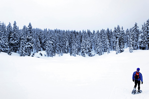 Winter Snowshoe Tours