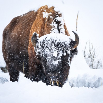 winter wildlife tour multi tours jackson hole yellowstone experience adventures national sleigh ride teton grand