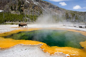 yellowstone park national bison tour wildlife jackson hole tours