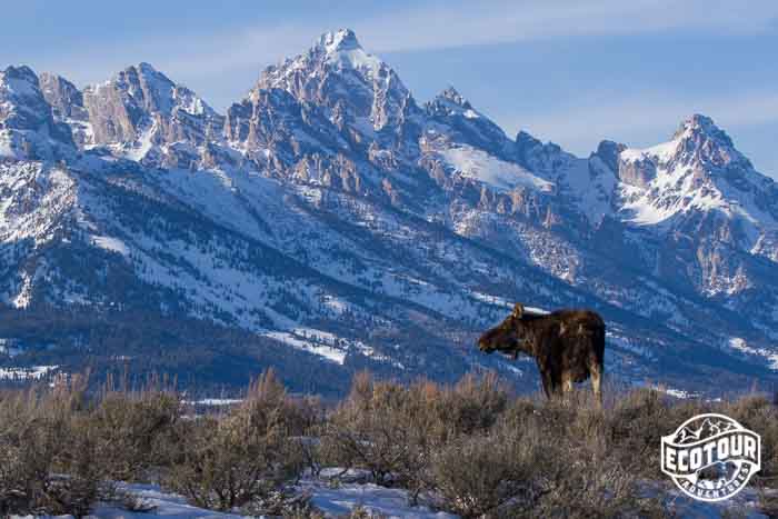 Antlerless Bull Moose in Jackson Hole