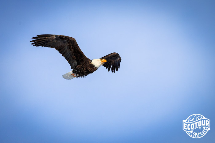 Bald Eagle in Grand Teton National Park