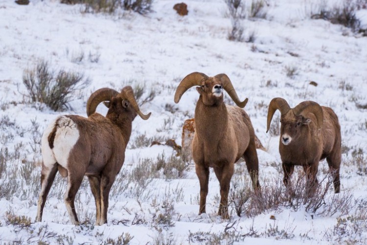 Bighorn Sheep in Jackson Hole