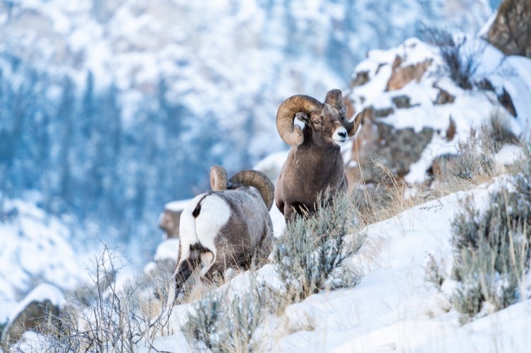 [Image: Bighorn_Ram_Yellowstone.jpg]