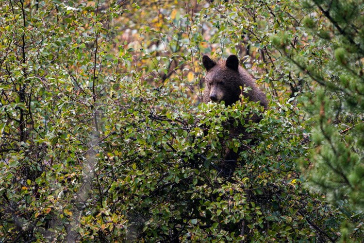 What Should You Do When the Bear Is Cinnamon? - The New York Times