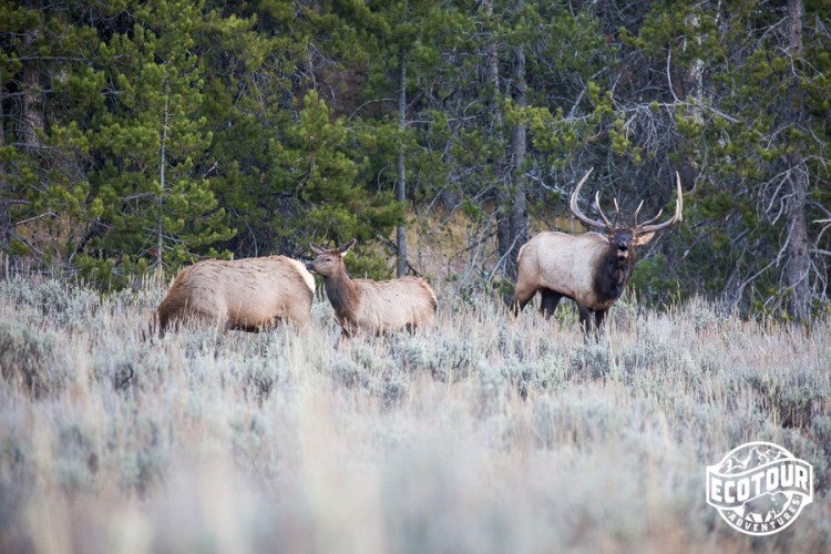 Elk, Wapiti, Grand Teton National Park, Yellowstone National Park, Rut, Jackson hole