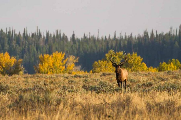 Bull Elk in Yellowstone