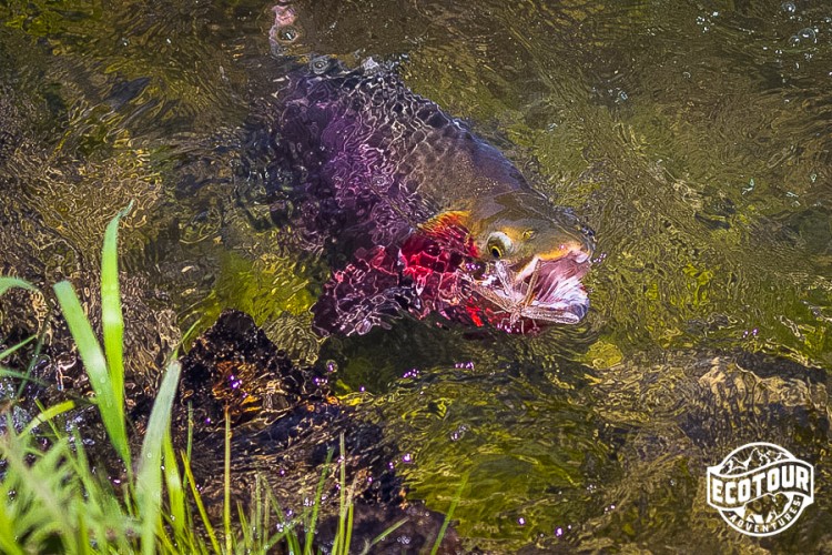 DIY Flyfishing in Grand Teton