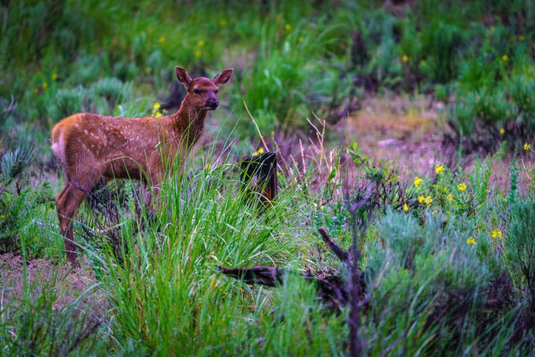 spring wildlife watching in Jackson Hole, spring in Jackson Hole, spring wildlife