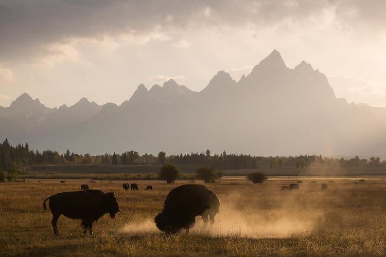 Why you Should Take a Fall Photography Workshop in Yellowstone this Year!