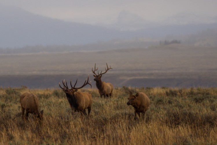 Bull elk in rut, Grand Teton National Park