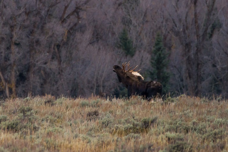 Rutting Bull Moose observed on a wildlife tour of Grand Teton National Park.