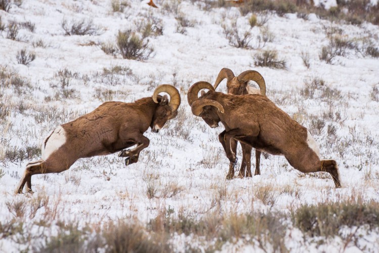 Bighorn Sheep Butt Heads on the National Elk Refuge near Jackson, WY.