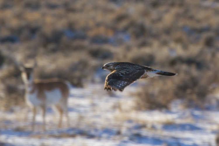 Rough Legged Hawks Migrate through the Jackson Hole Valley in Winter from the Arctic Circle!