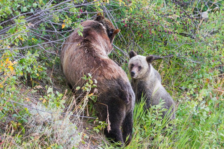 A grizzly sow and cubs feed on service berries in Grand Teton National Park.