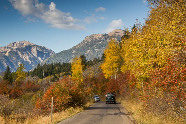 Hawthorn Trees along the Moose-Wilson Road, Grand Teton National Park