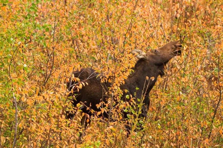 Cow Moose, Grand Teton National Park