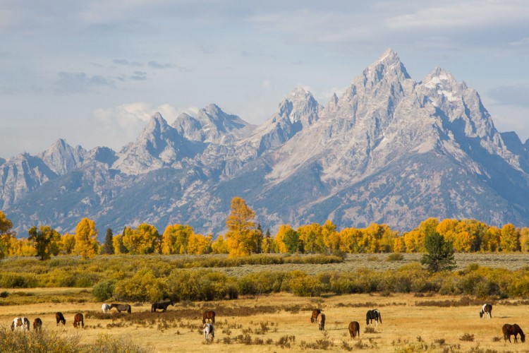 Horses beneath the Teton Range in Fall.