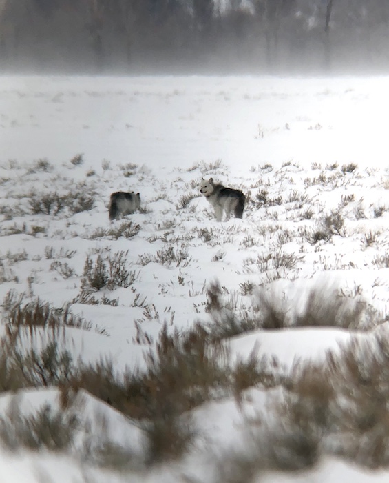 Wolves in Grand Teton National Park