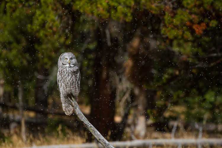 Great Gray Owl in Yellowstone