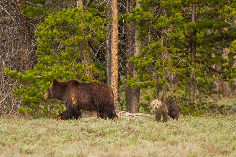 Grizzly cub in Grand Teton National Park