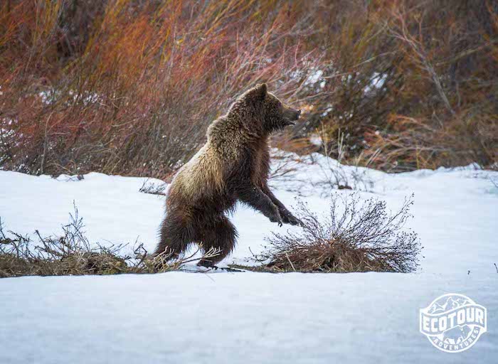 Grizzly Bear in Grand Teton National Park