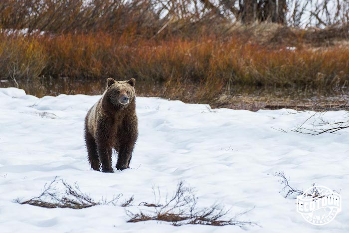 Grizzly Bear in Grand Teton National Park