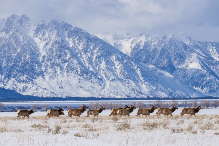 Wyoming Wildlife Crossings