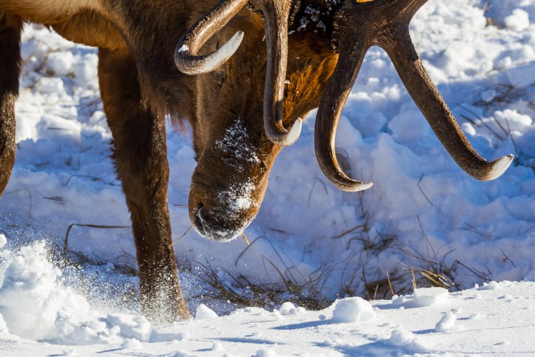 Winter Wildlife Jackson Hole, Grand Teton National Park Early January 2017