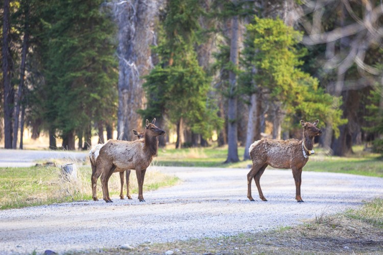 Elk in Jackson Hole Wyoming.