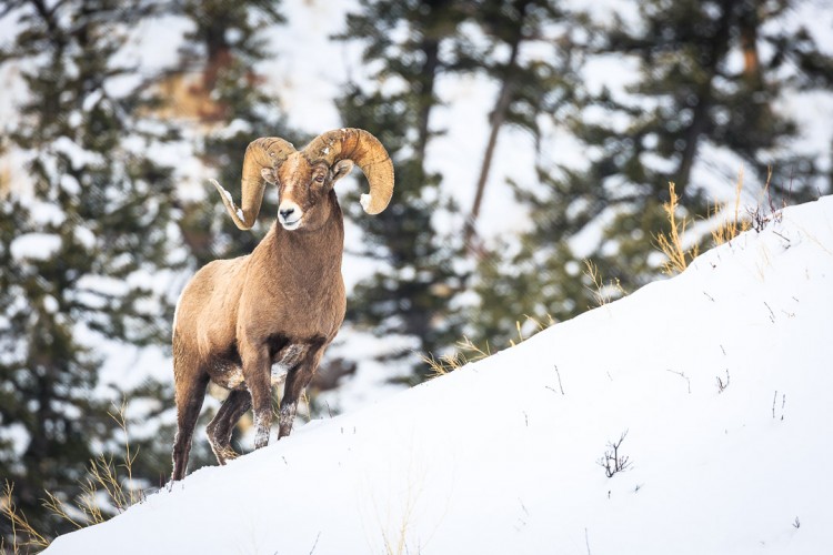 Bighorn sheep near Yellowstone National Park.
