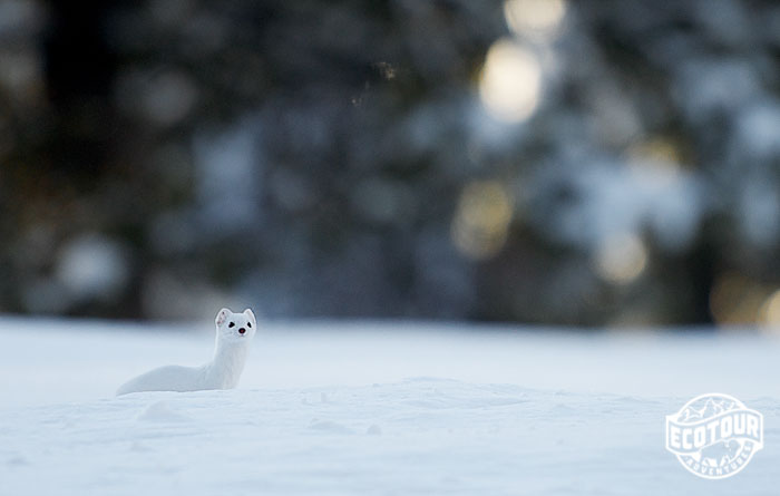 long tailed weasel in Jackson Hole