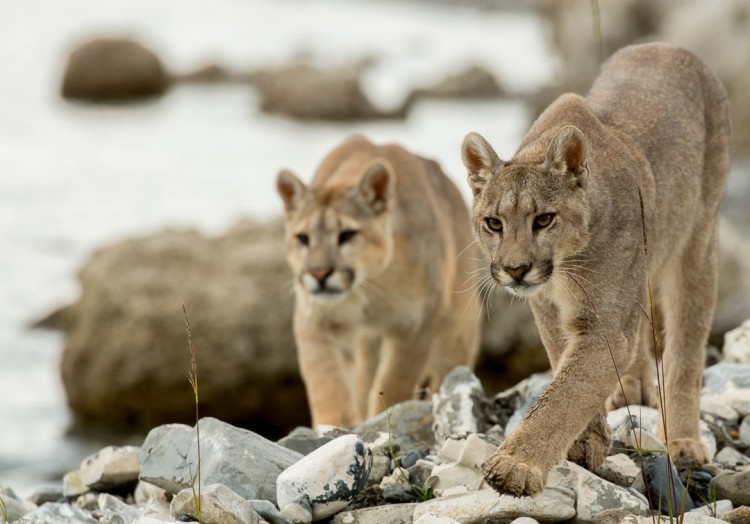 Tourism Protects Patagonias Wild Pumas