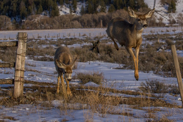 Mule Deer Jumping Fence