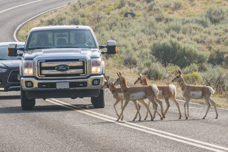 Pronghorn Fawns crossing road in Yellowstone