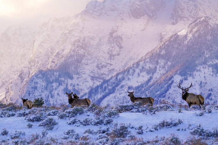 Late Fall Wildlife Watching in Jackson Hole: What not to miss in November and December! 
