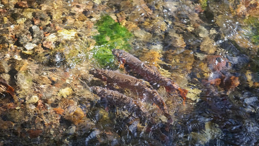 Yellowstone Cutthroat Trout