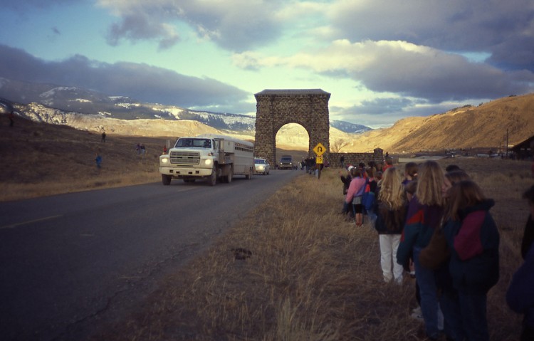 Truck carrying wolves driving through Roosevelt Arch with school children watching