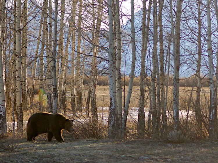 Spring In Grand Teton and Yellowstone National Park