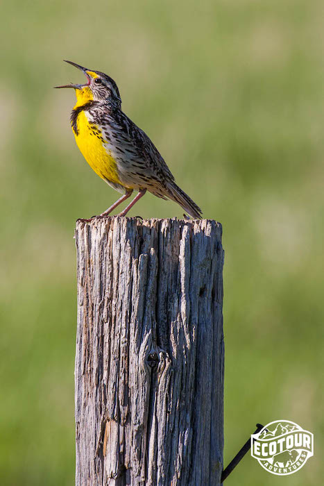 Western Meadowlark Singing in Grand Teton