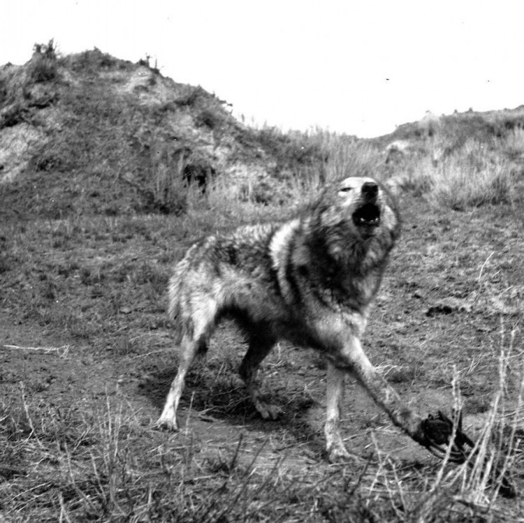 Wolf Howling in a Trap