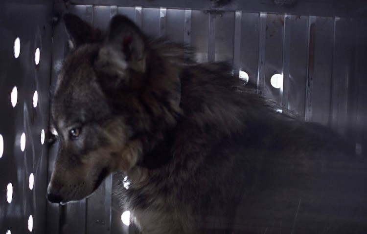 Wolf Number 7 sits in a kennel awaiting release into Yellowstone National Park
