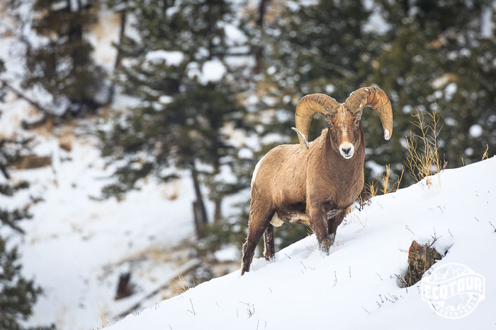 Experience the December Bighorn Rut in Jackson Hole