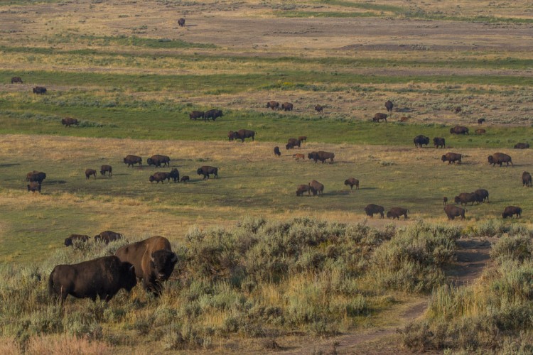 Bison in Yellowstone National Park