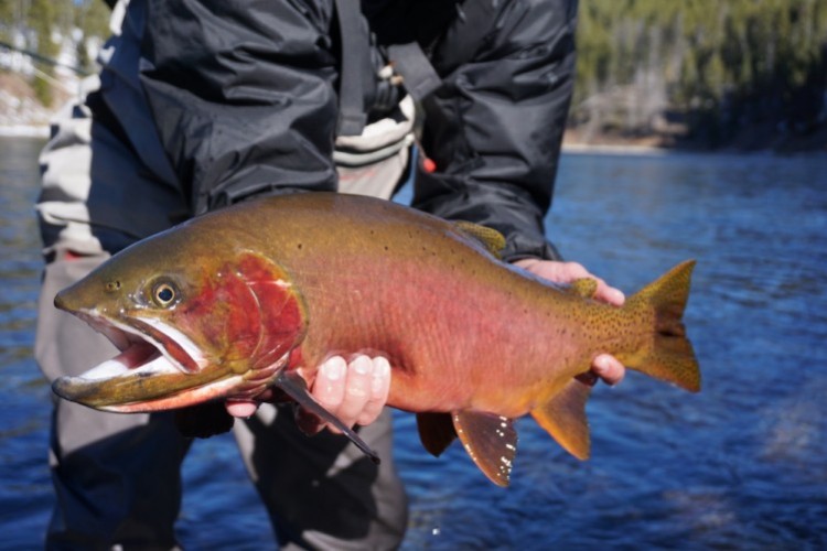 DIY Flyfishing in Yellowstone