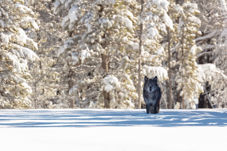 Winter Wolves and Wildlife of Yellowstone Trip Report